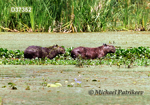 Capybara (Hydrochoerus hydrochaeris)
